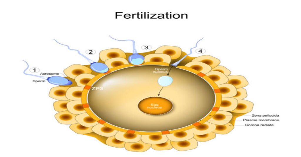 Egg Deleup Process